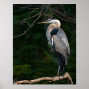 Great Blue Heron Wall Art
