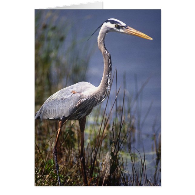 Great Blue Heron water bird (Front)