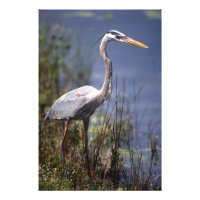 Great Blue Heron water bird