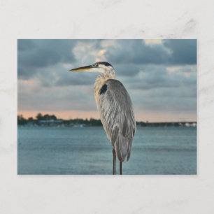 Great Blue Heron with Cortez in Backround Postcard