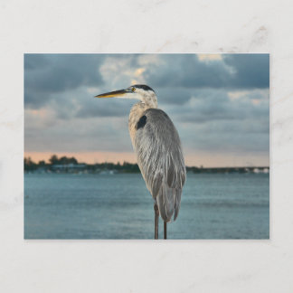 Great Blue Heron with Cortez in Backround Postcard