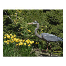 Great Blue Heron with Daffodals 