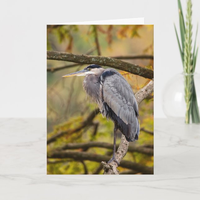 Great Blue Heron with Fall Colours Greeting Card (Front)