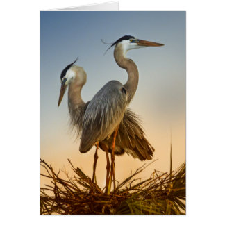 Great Blue Herons at Sunrise
