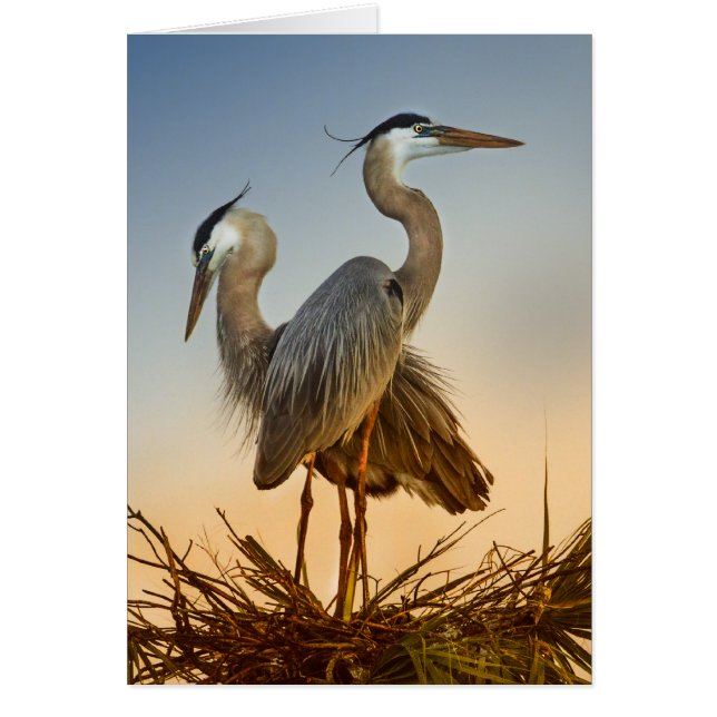 Great Blue Herons at Sunrise (Front)