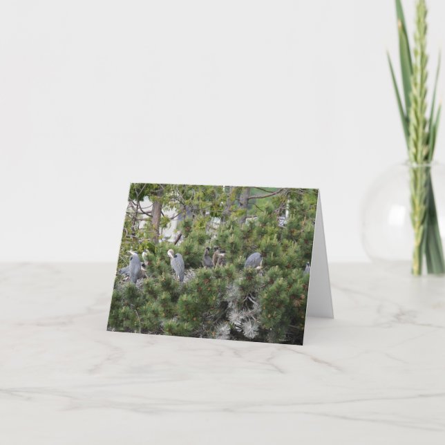 Great Blue Herons Nesting Card (Front)