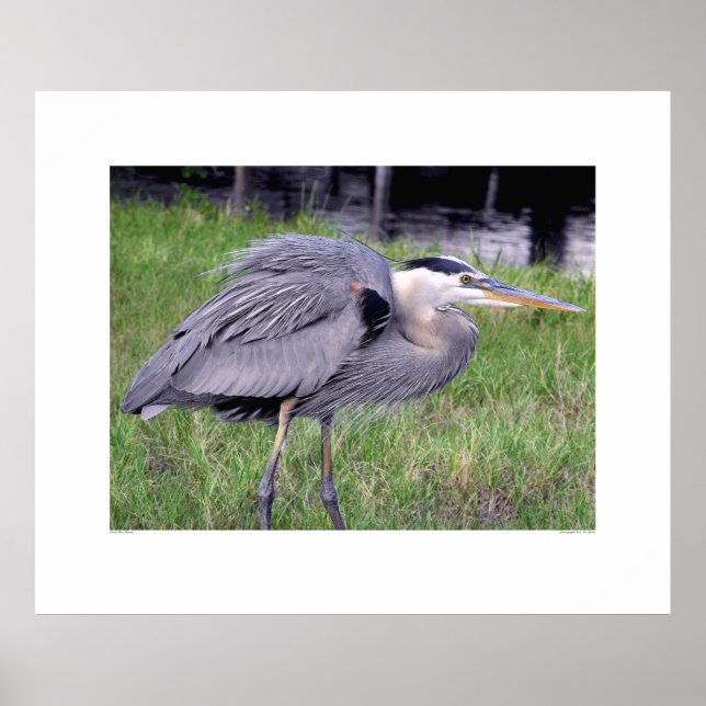 Great Blue Heron's Territory Poster (Front)