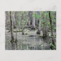 Great Braided Swamp Postcard