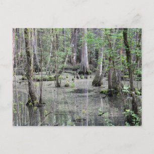 Great Braided Swamp Postcard