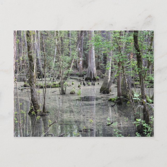 Great Braided Swamp Postcard (Front)