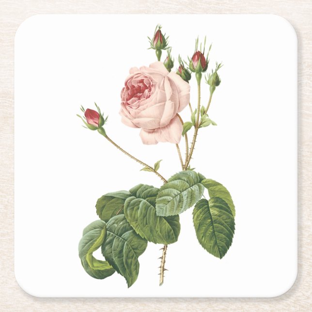 great cabbage-leaved rose by Redouté Square Paper Coaster (Front)