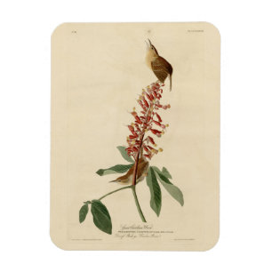 Great Carolina Wren - Audubon's Birds of America Magnet