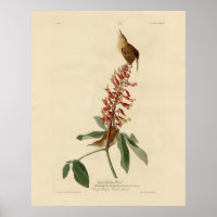 Great Carolina Wren - Audubon's Birds of America