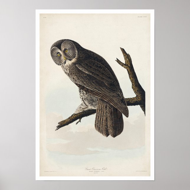 Great Cinereous Owl by Audubon Poster (Front)