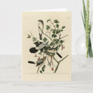 Great Cinereous Shrike - Audubon Birds of America Card