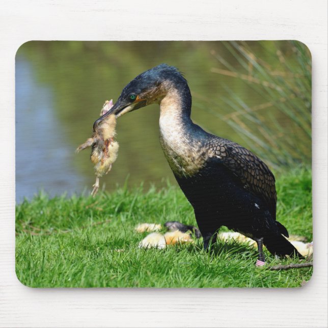 Great Cormorant eating chick Mouse Pad (Front)