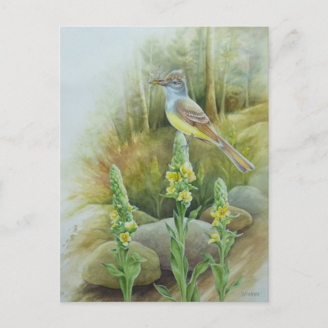 Great Crested Flycatcher Bird Watercolor Art Postcard (Front)