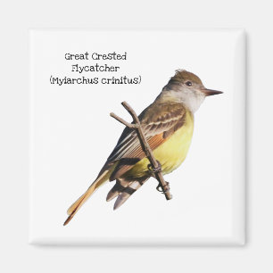 Great Crested Flycatcher Magnet