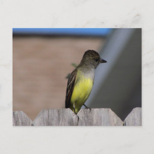 Great Crested Flycatcher Postcard