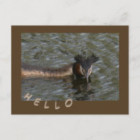 Great Crested Grebe Cust. HELLO Postcard
