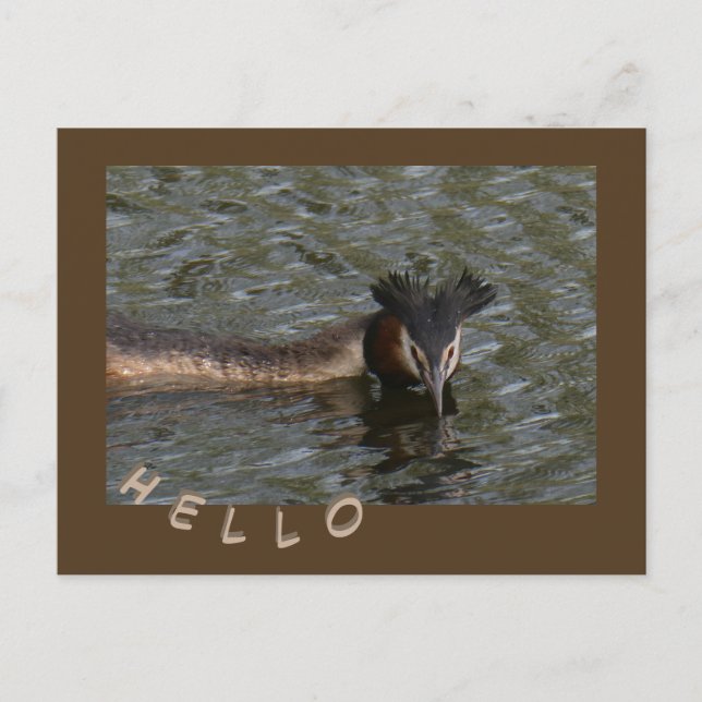 Great Crested Grebe Cust. HELLO Postcard (Front)