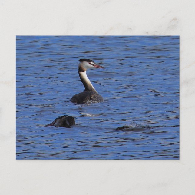 Great Crested Grebe Postcard (Front)