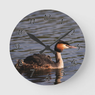 Great crested grebe with chick on back round clock