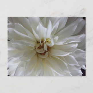 Great Dahlia 1 - educatedbrainfart Postcard