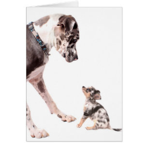 Great Dane and chihuahua