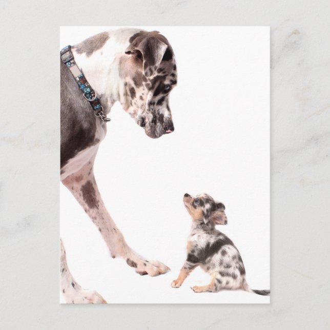 Great Dane and chihuahua Postcard (Front)