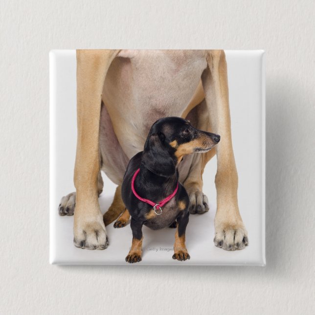 Great Dane and Dachshund portrait 15 Cm Square Badge (Front)