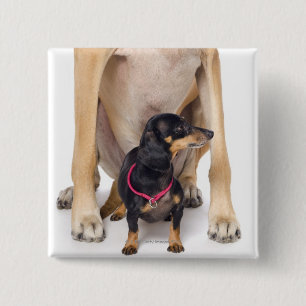 Great Dane and Dachshund portrait 15 Cm Square Badge