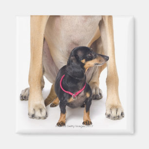 Great Dane and Dachshund portrait Magnet