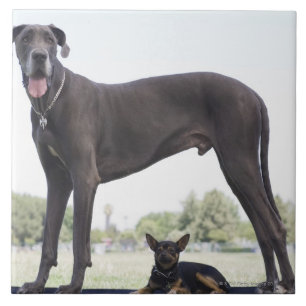 Great dane and small mixed-breed dog ceramic tile