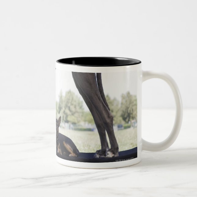 Great dane and small mixed-breed dog Two-Tone coffee mug (Right)
