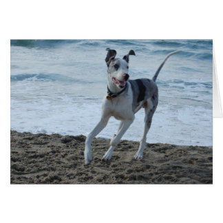 Great Dane at beach