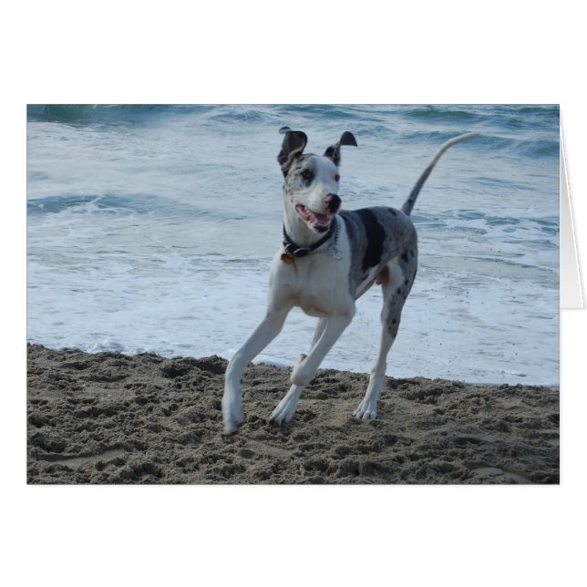Great Dane at beach (Front Horizontal)