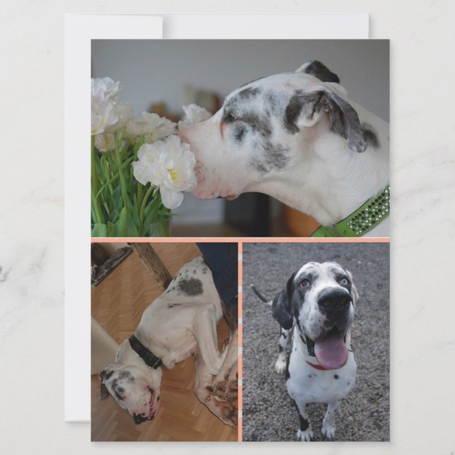 Great Dane Birthday Invitation with 3 Photos (Back)