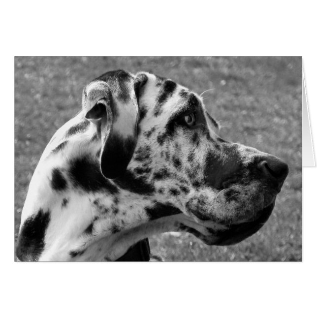 GREAT DANE Card (Front Horizontal)