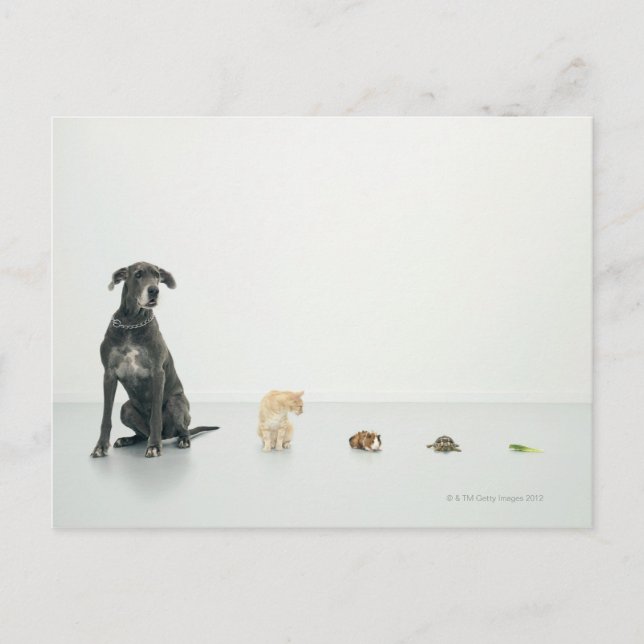 Great Dane, cat, guinea pig, tortoise and slug Postcard (Front)