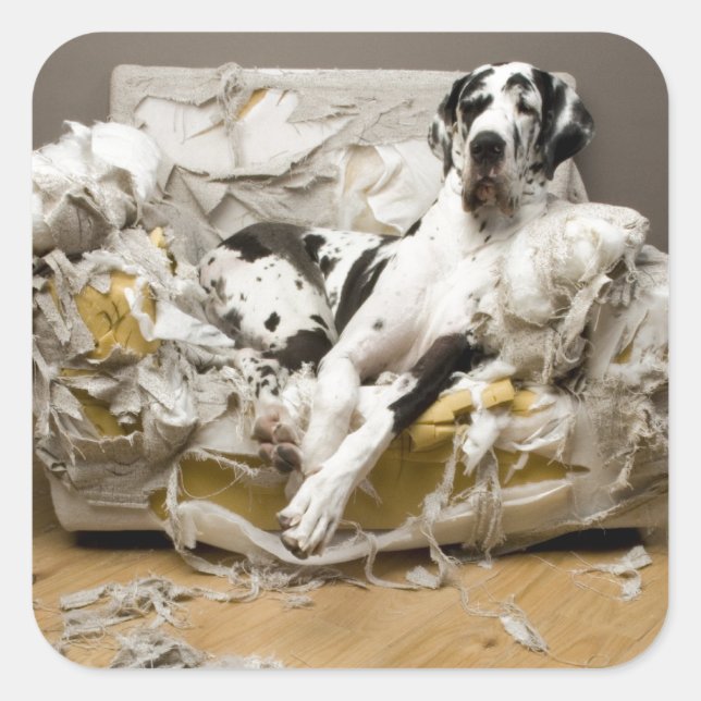 Great Dane Chewed Sofa Pet Sitter Dog Walker  Square Sticker (Front)