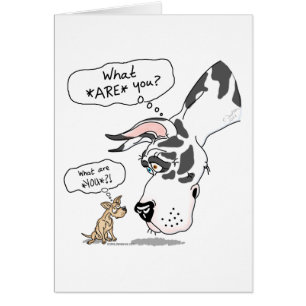 Great Dane & Chihuahua Harlequin