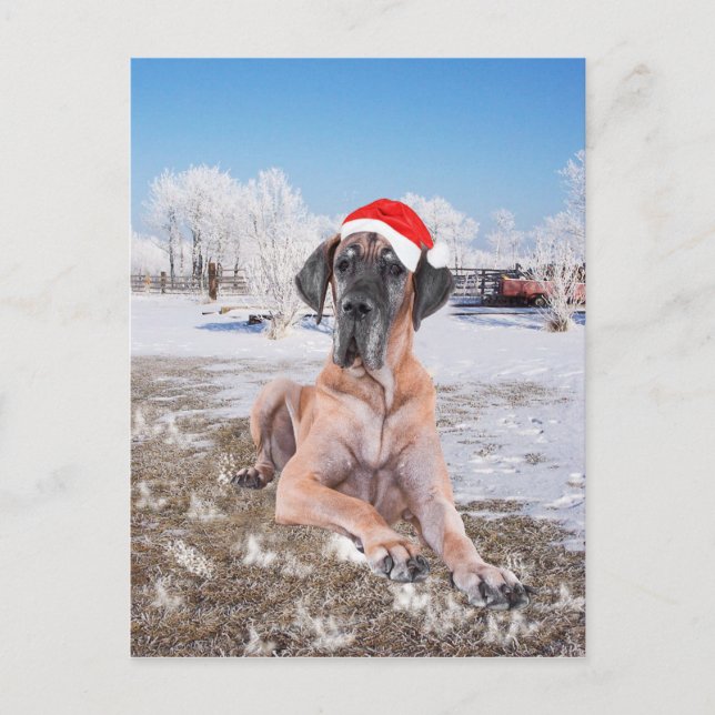 Great Dane Christmas Holiday Postcard (Front)