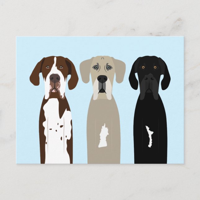 Great Dane Dogs Postcard (Front)