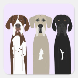 Great Dane Dogs Square Sticker