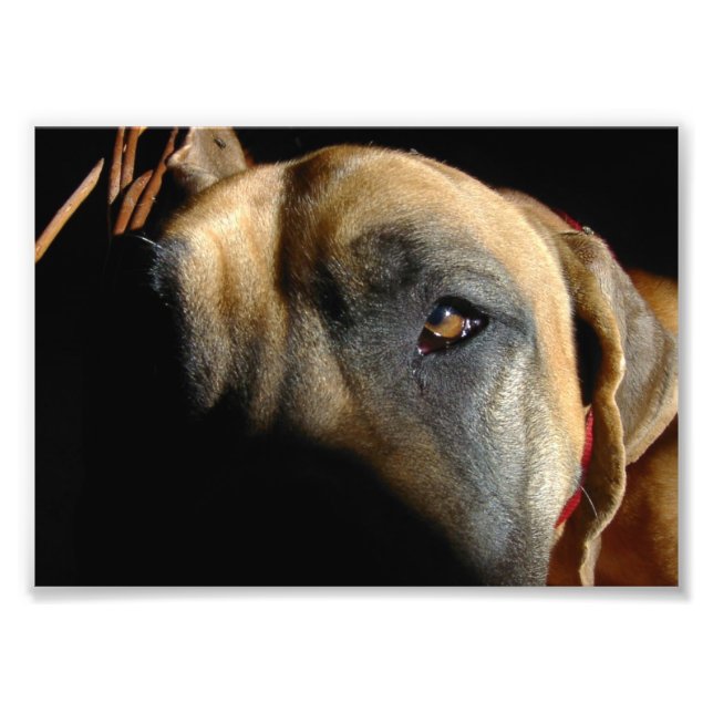 Great Dane eye Photo Print (Front)
