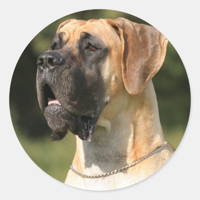 Great Dane - fawn / Deutsche Dogge - gelb Classic Round Sticker (Front)
