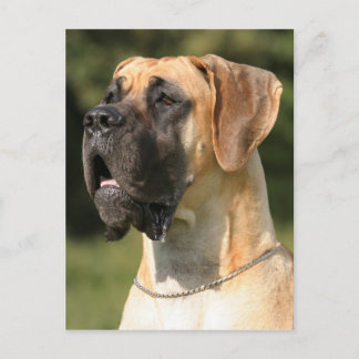 Great Dane - fawn / Deutsche Dogge - gelb Postcard