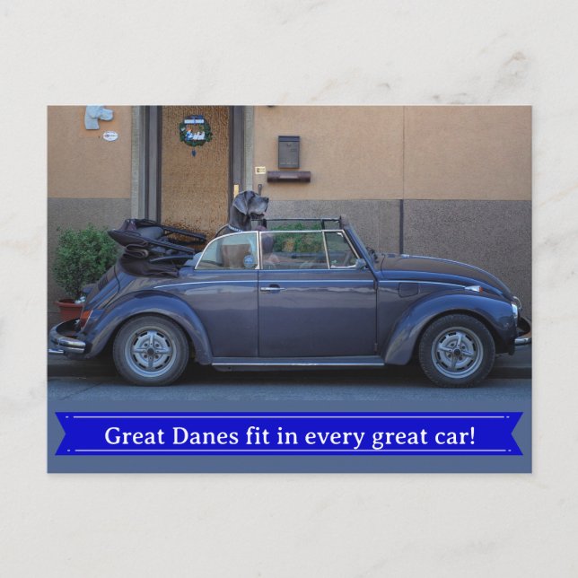 Great Dane fits in a Beetle Postcard (Front)