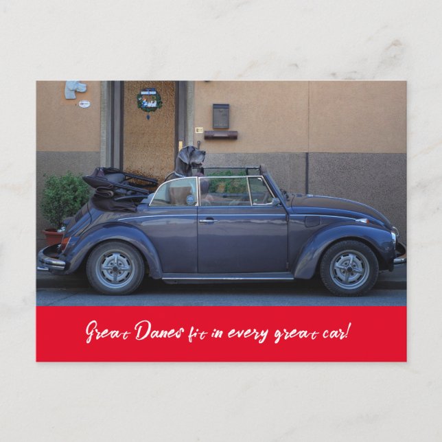 Great Dane fits in a Beetle Postcard (Front)